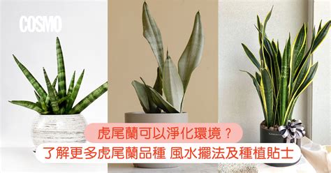 虎尾兰 风水|虎尾蘭｜助淨化家居環境？一文了解品種/風水擺 